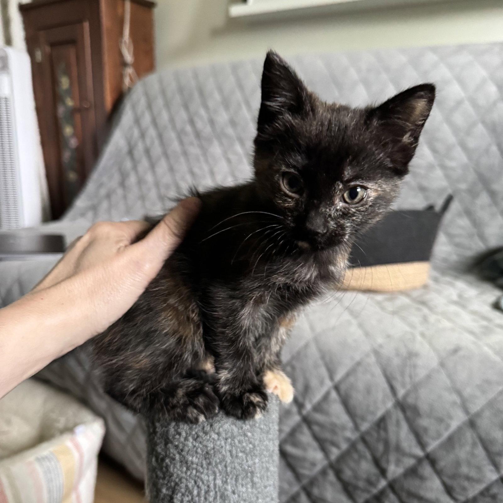 Enlarge Chai, a Adoptable Domestic Short Hair in San Jose, CA image 2/2