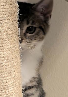 Enlarge Jingle, an adopted mixed breed in Escondido, CA image 2/4