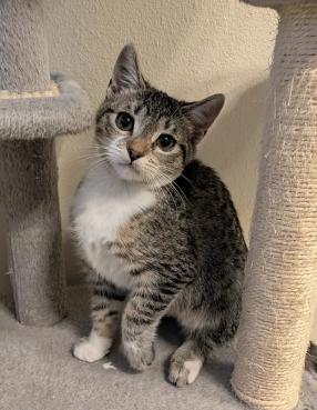 Enlarge Jingle, an adopted mixed breed in Escondido, CA image 3/4