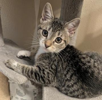 Jingle, adopted, Kitten Male Domestic Short Hair.