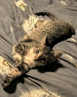 Enlarge Jingle, an adopted mixed breed in Escondido, CA image 4/4