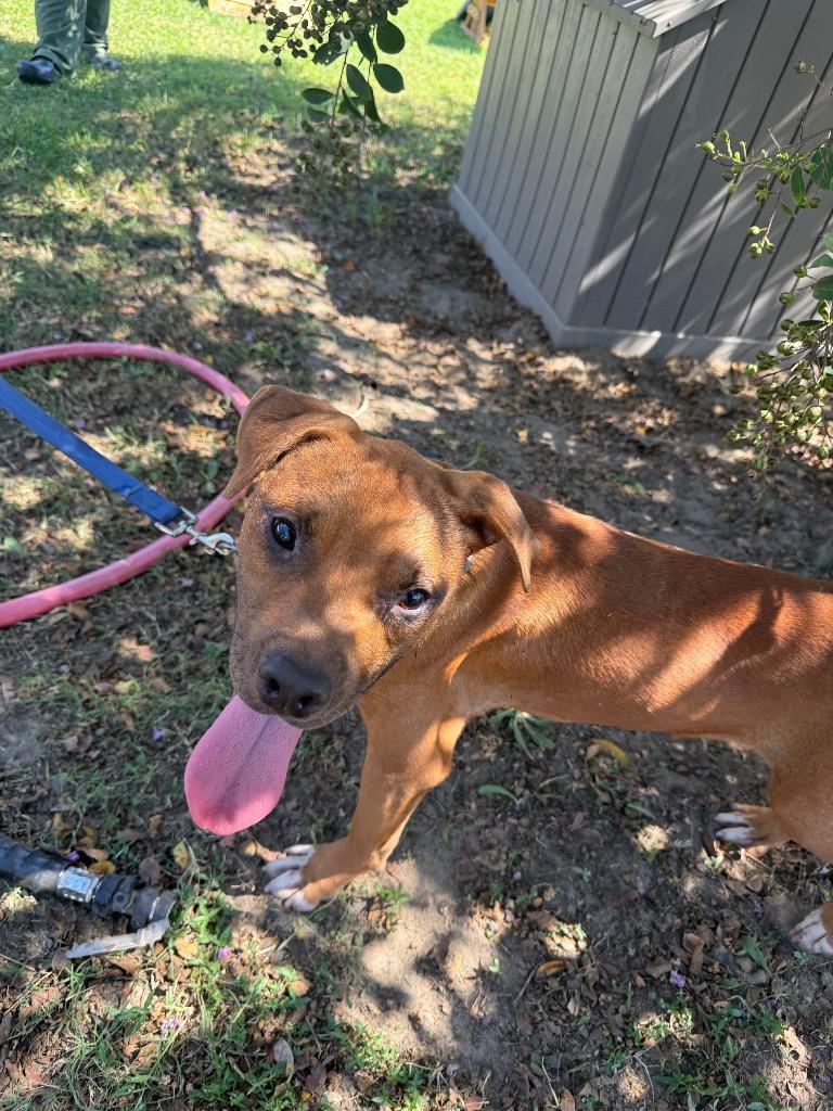 Joker, Adoptable, Young Male Mixed Breed.