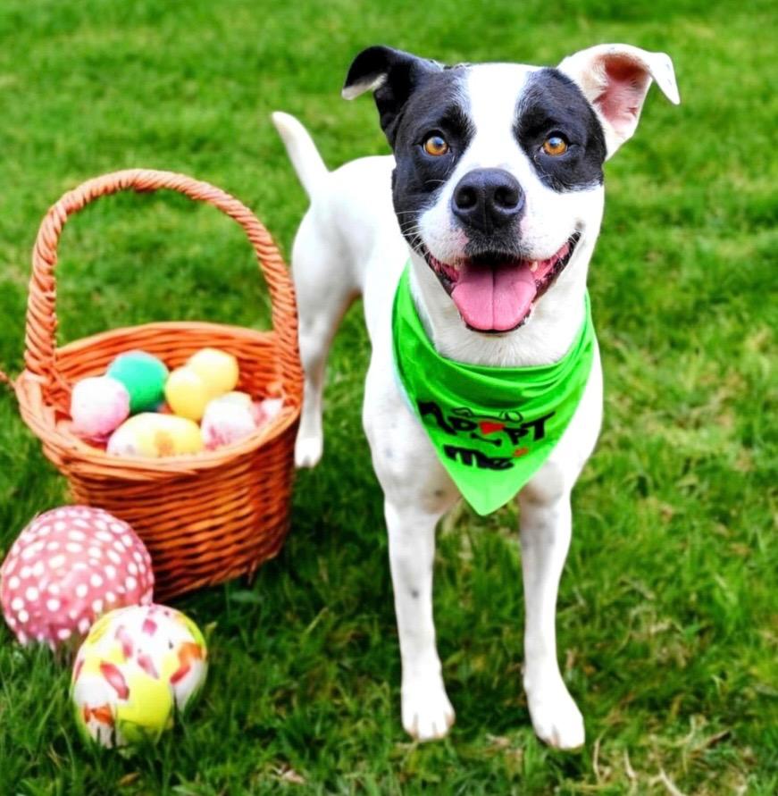 YOGI, Adoptable, Young Male Pit Bull Terrier.
