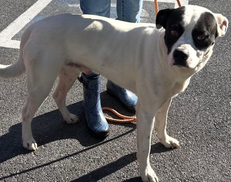Enlarge YOGI, a Adoptable Pit Bull Terrier in Elizabethton, TN image 2/5