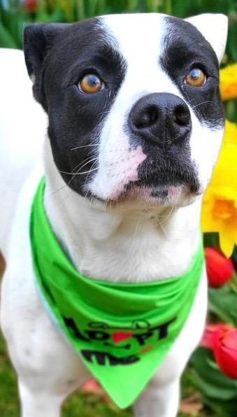 Enlarge YOGI, a Adoptable Pit Bull Terrier in Elizabethton, TN image 3/5