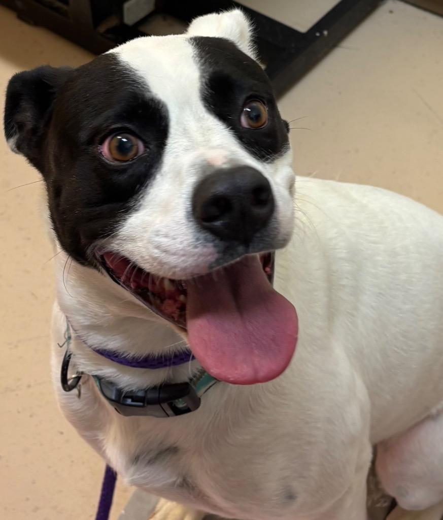 Enlarge YOGI, a Adoptable Pit Bull Terrier in Elizabethton, TN image 4/5