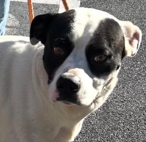 Enlarge YOGI, a Adoptable Pit Bull Terrier in Elizabethton, TN image 5/5