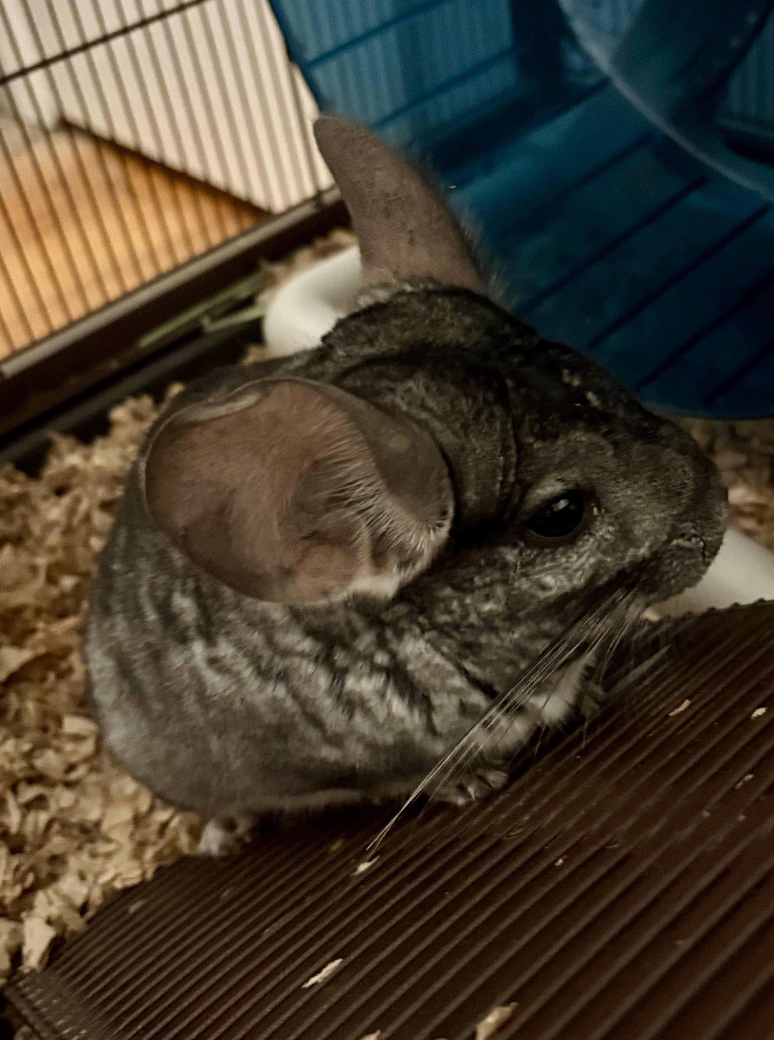 Enlarge Salvadore & Obsidian , an adopted Chinchilla in Andover, CT image 2/6