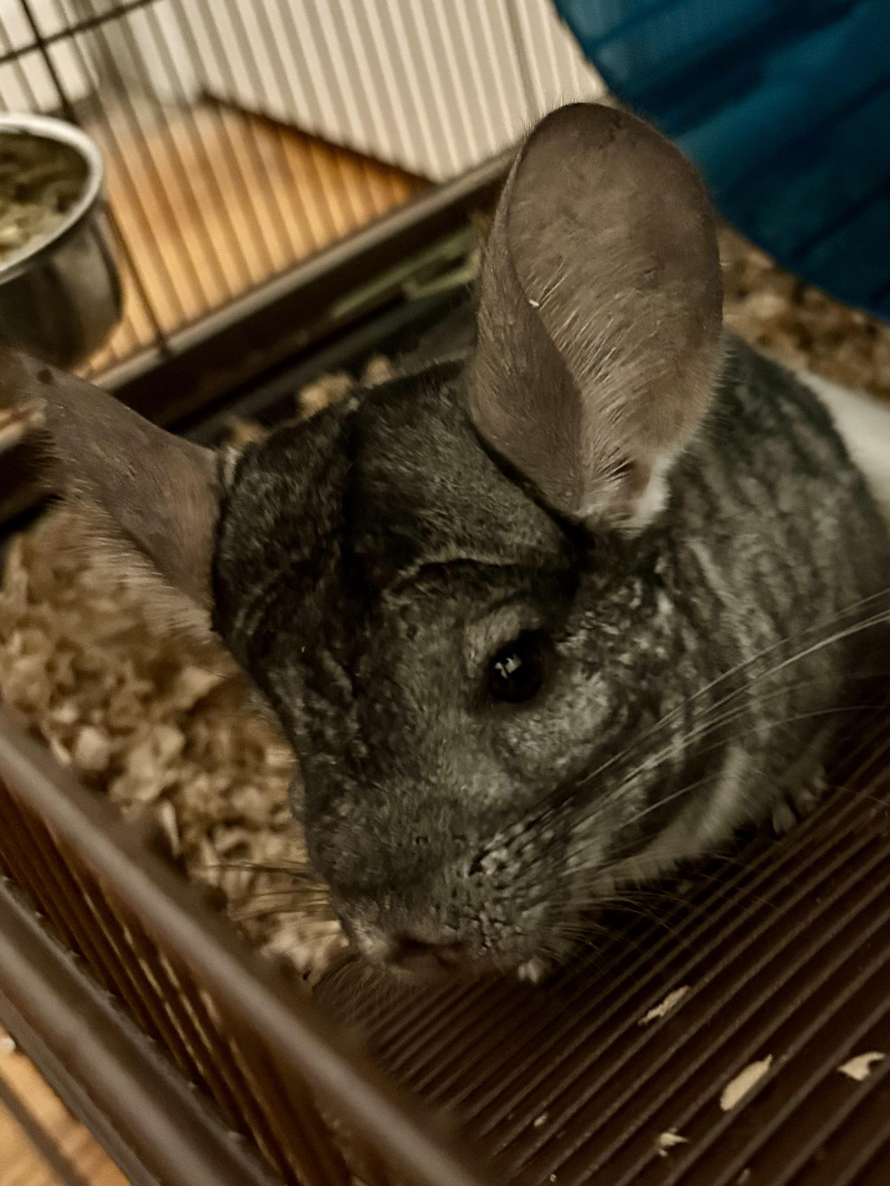 Enlarge Salvadore & Obsidian , an adopted Chinchilla in Andover, CT image 3/6