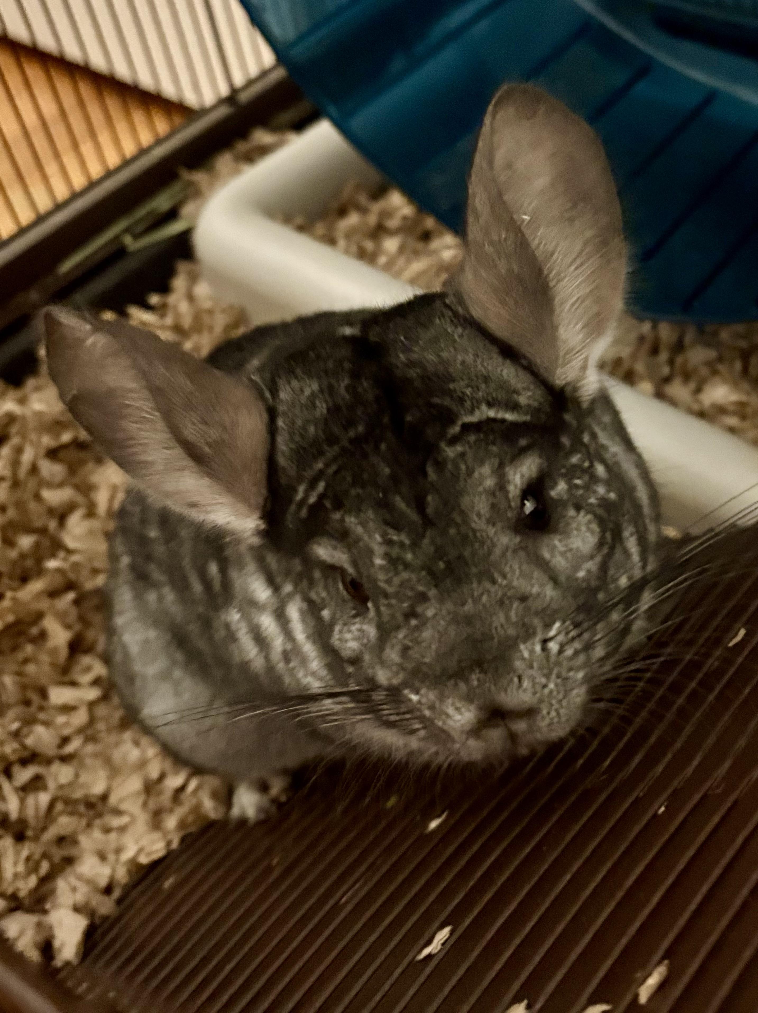 Salvadore & Obsidian , adopted, Young Male Chinchilla.