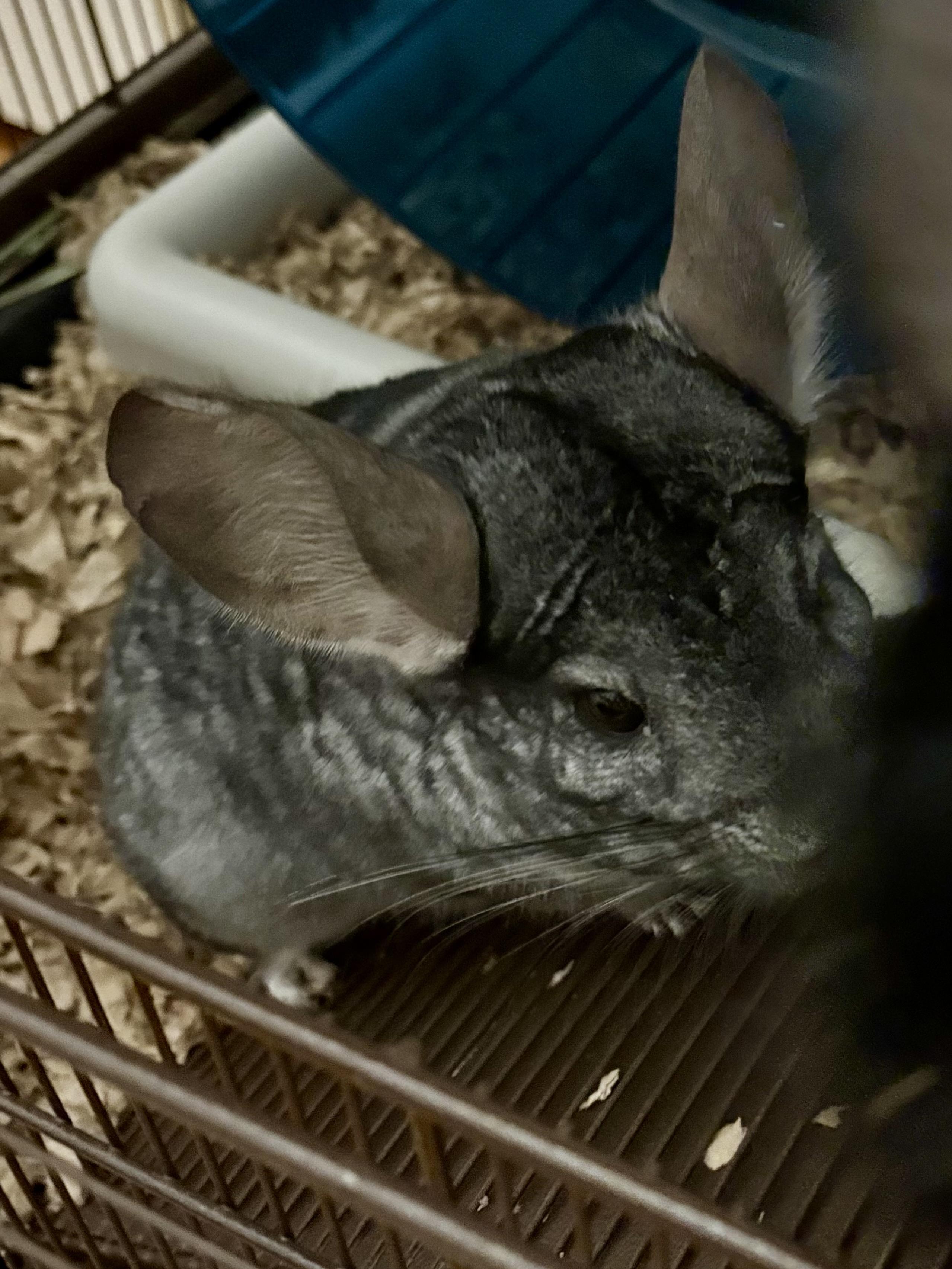 Enlarge Salvadore & Obsidian , an adopted Chinchilla in Andover, CT image 4/6