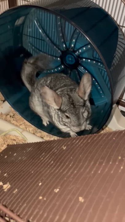 Enlarge Salvadore & Obsidian , an adopted Chinchilla in Andover, CT video 5/6