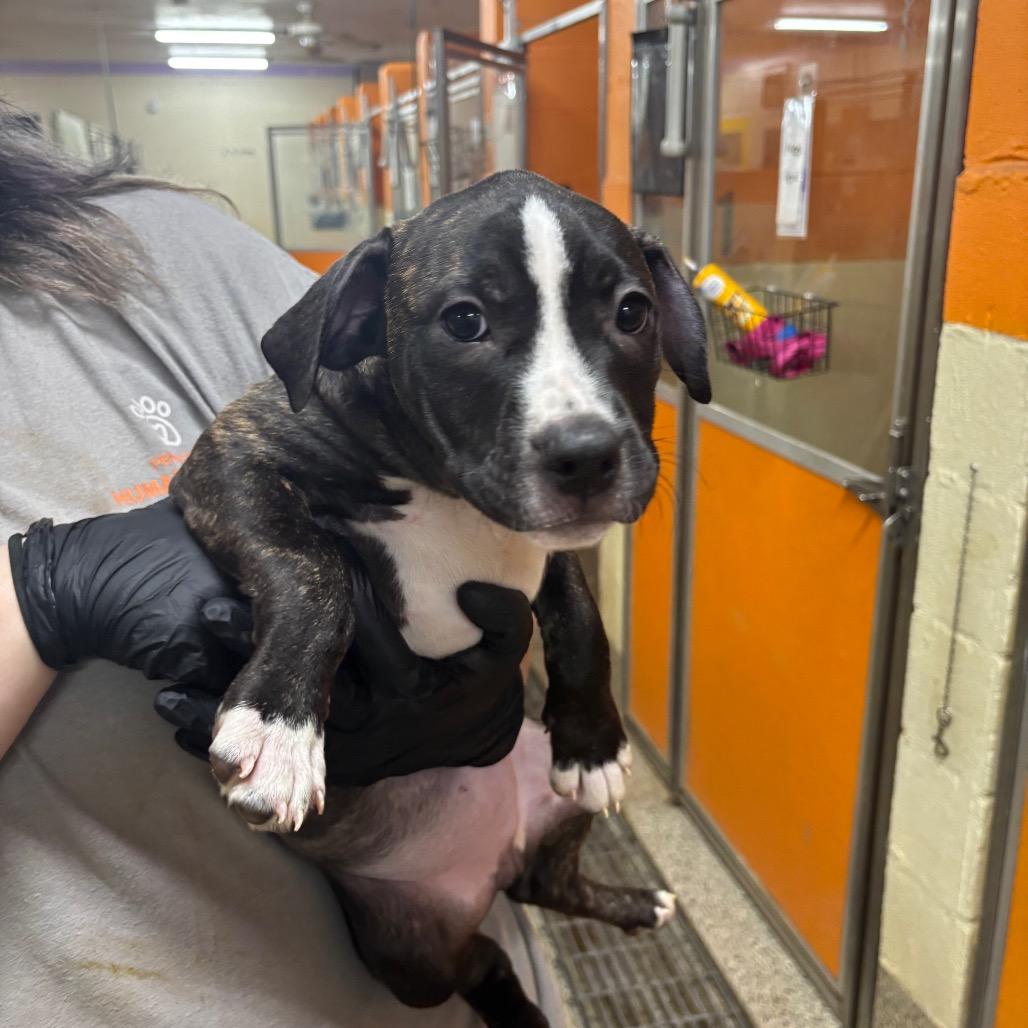 Enlarge Captain, a Adoptable Mixed Breed in Pensacola, FL image 1/3