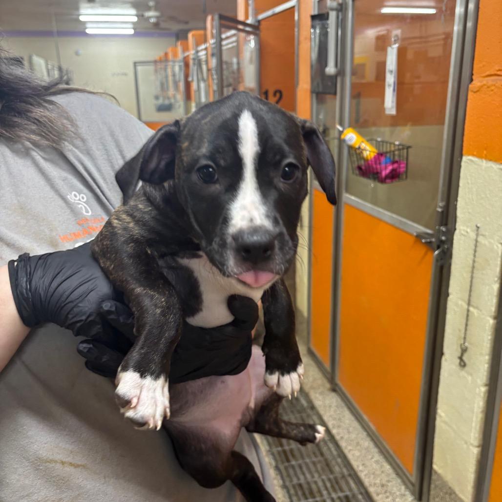 Enlarge Captain, a Adoptable Mixed Breed in Pensacola, FL image 2/3