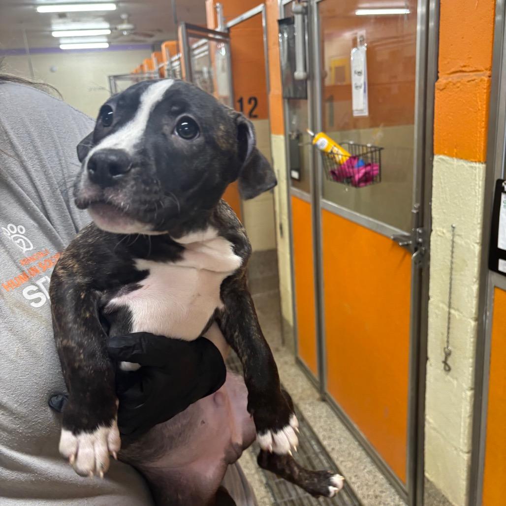 Enlarge Captain, a Adoptable Mixed Breed in Pensacola, FL image 3/3