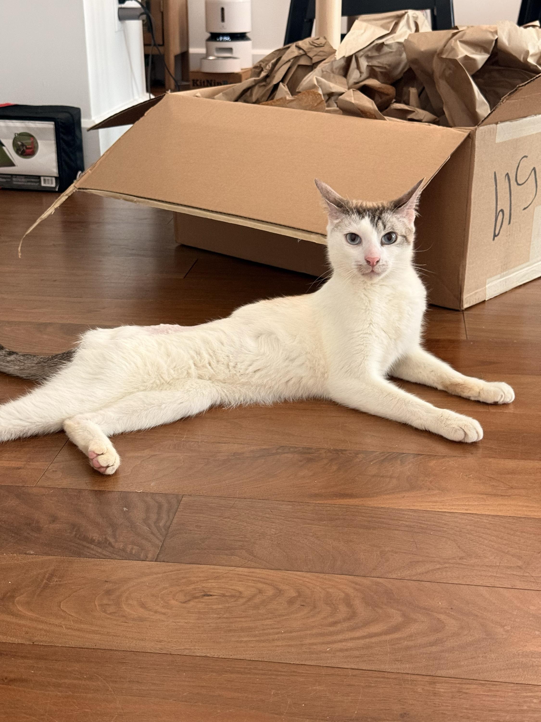 Enlarge Toxo Axolotl, a ADOPTABLE Domestic Short Hair in Long Island City, NY image 5/6