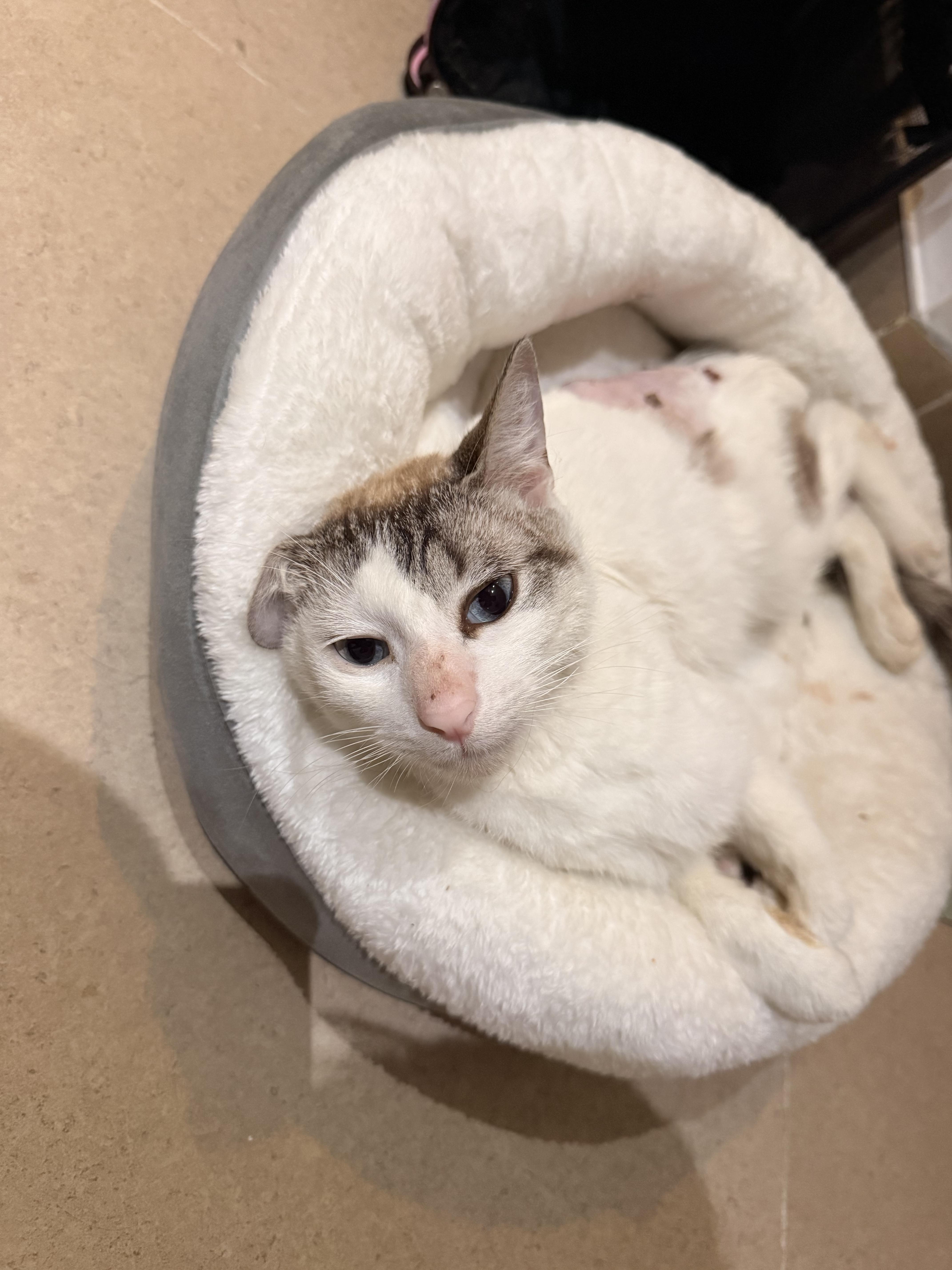 Enlarge Toxo Axolotl, a ADOPTABLE Domestic Short Hair in Long Island City, NY image 3/6