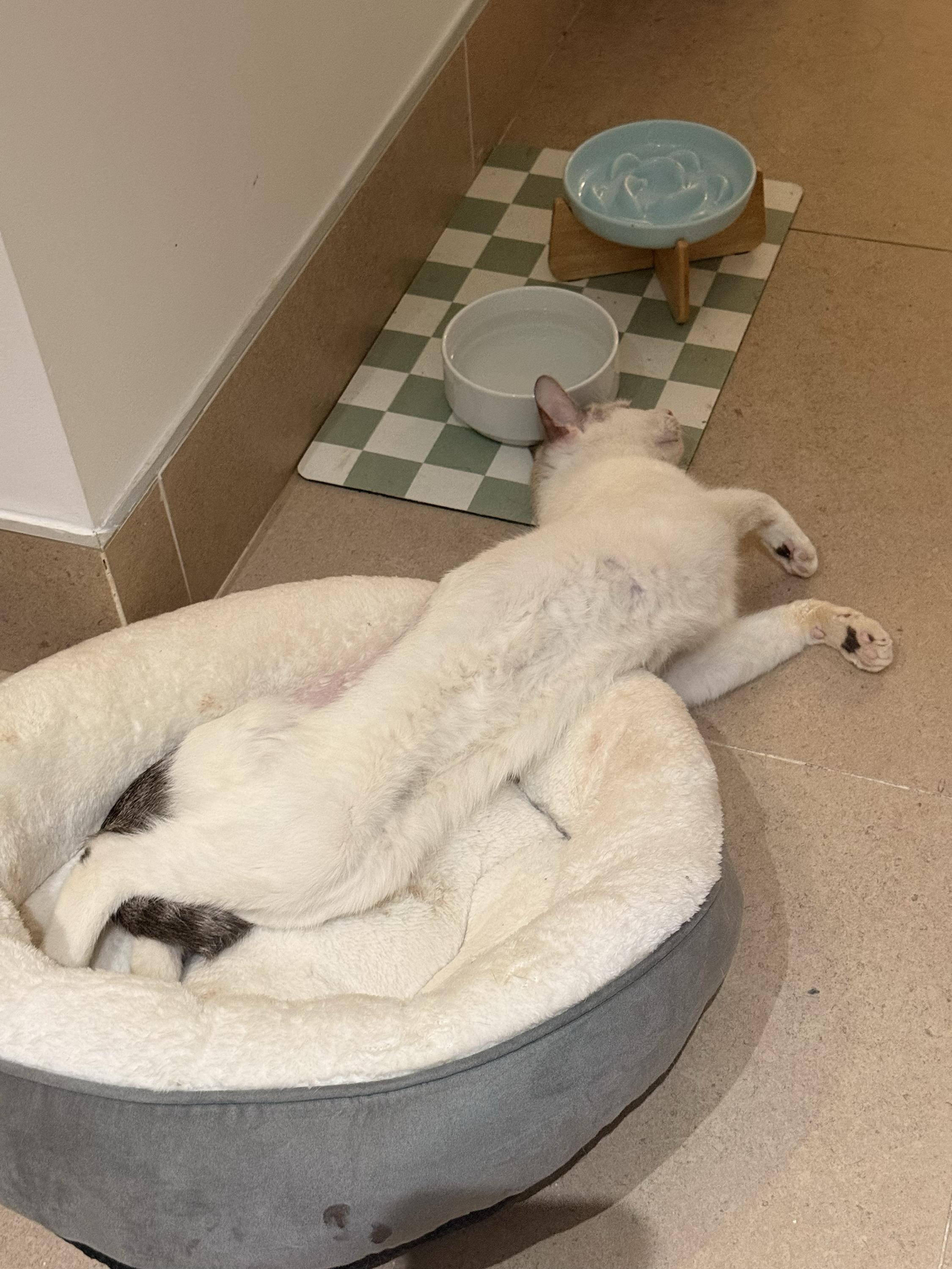Enlarge Toxo Axolotl, a ADOPTABLE Domestic Short Hair in Long Island City, NY image 6/6