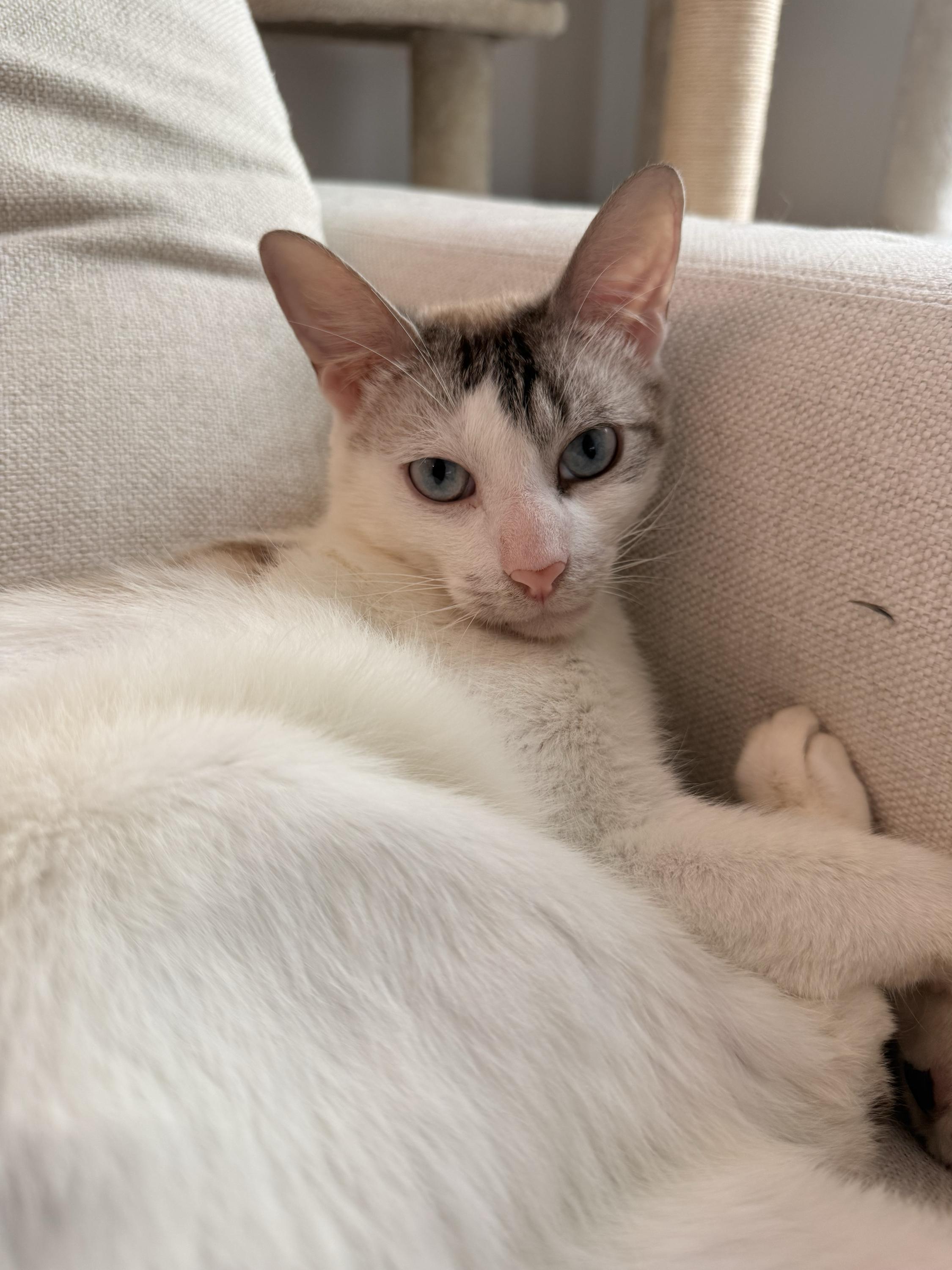 Toxo Axolotl, ADOPTABLE, Young Male Domestic Short Hair.