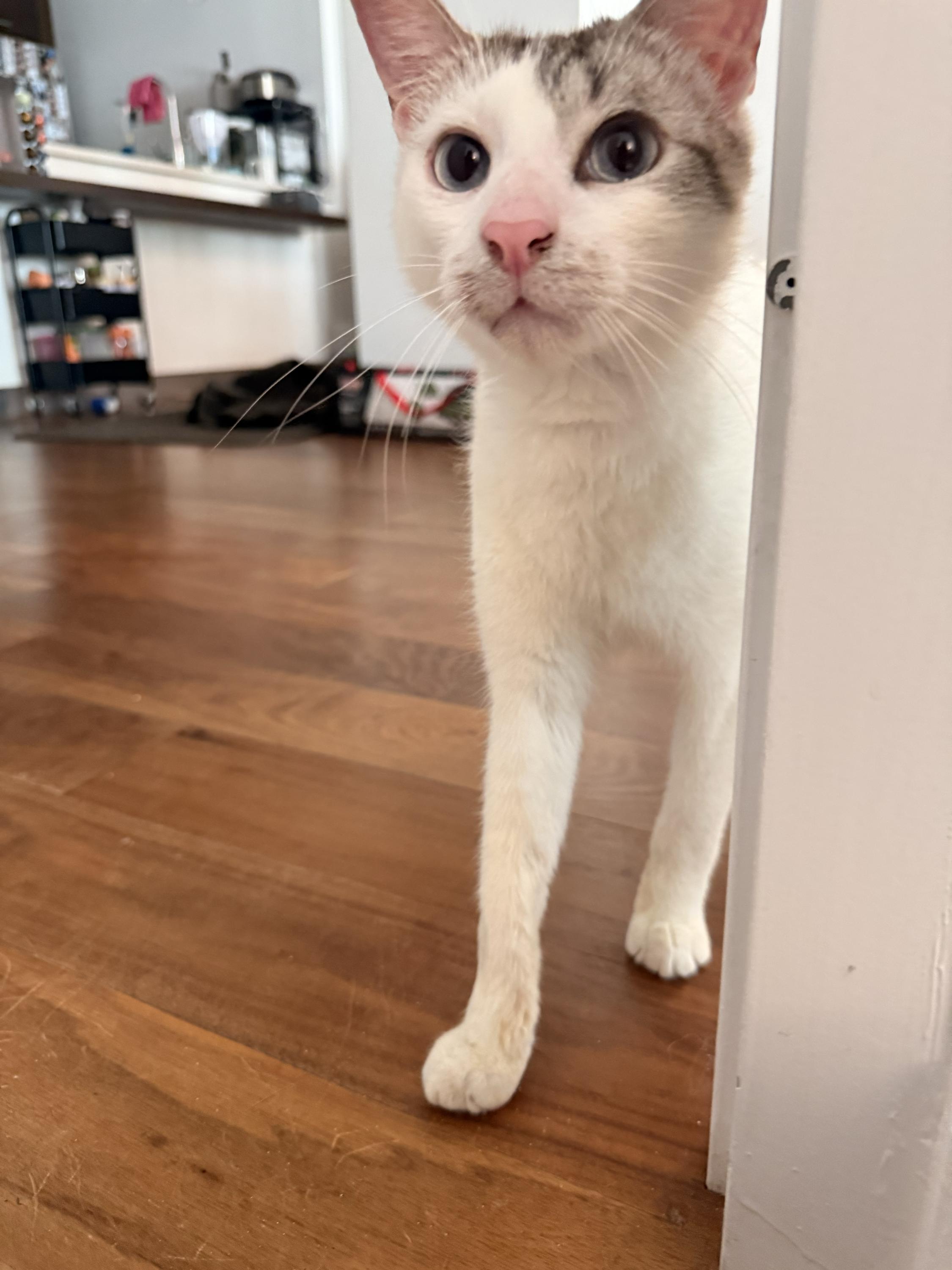 Enlarge Toxo Axolotl, a ADOPTABLE Domestic Short Hair in Long Island City, NY image 2/6