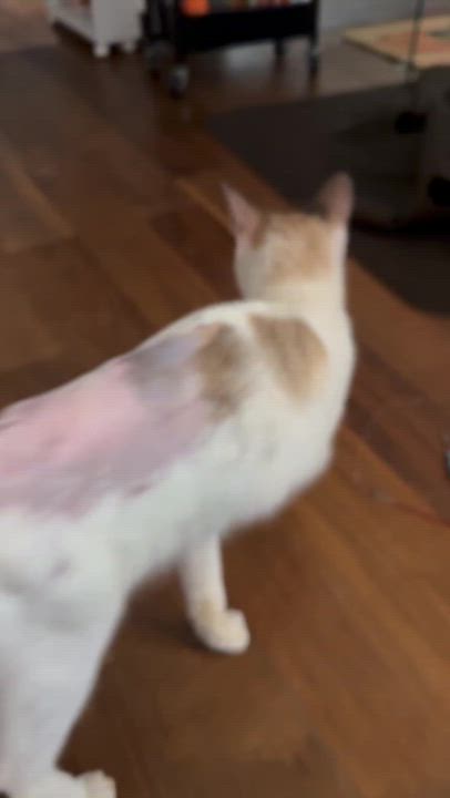 Enlarge Toxo Axolotl, a ADOPTABLE Domestic Short Hair in Long Island City, NY video 4/6