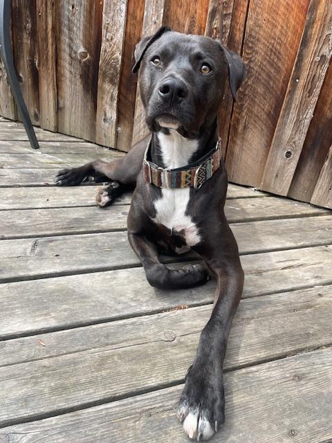 Enlarge Freddy, a Adoptable mixed breed in Calgary, AB image 4/5