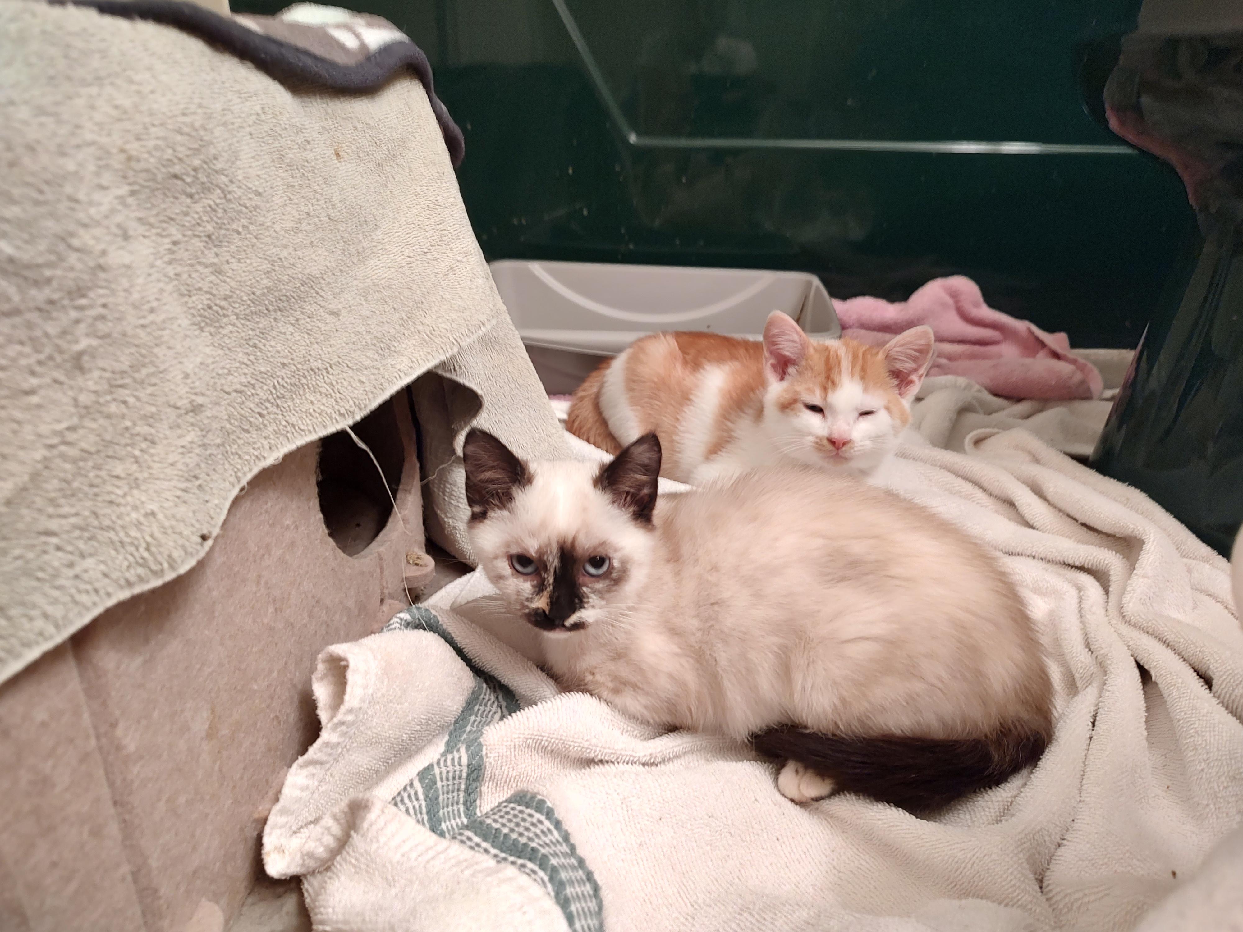 Sabrina, Adopted, Kitten Female Domestic Medium Hair & Siamese.