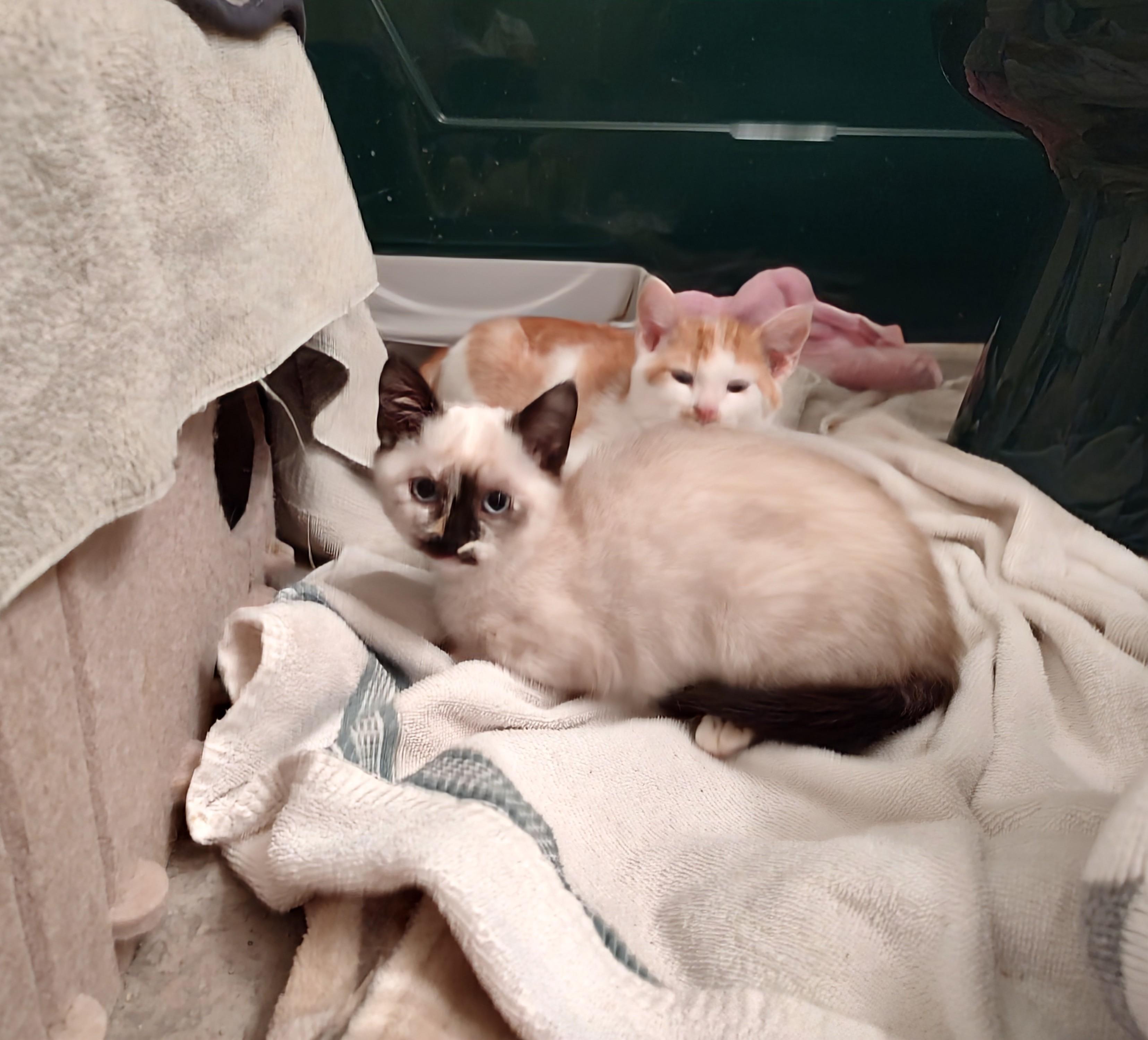 Enlarge Sabrina, a Adopted mixed breed in Harned, KY image 2/2