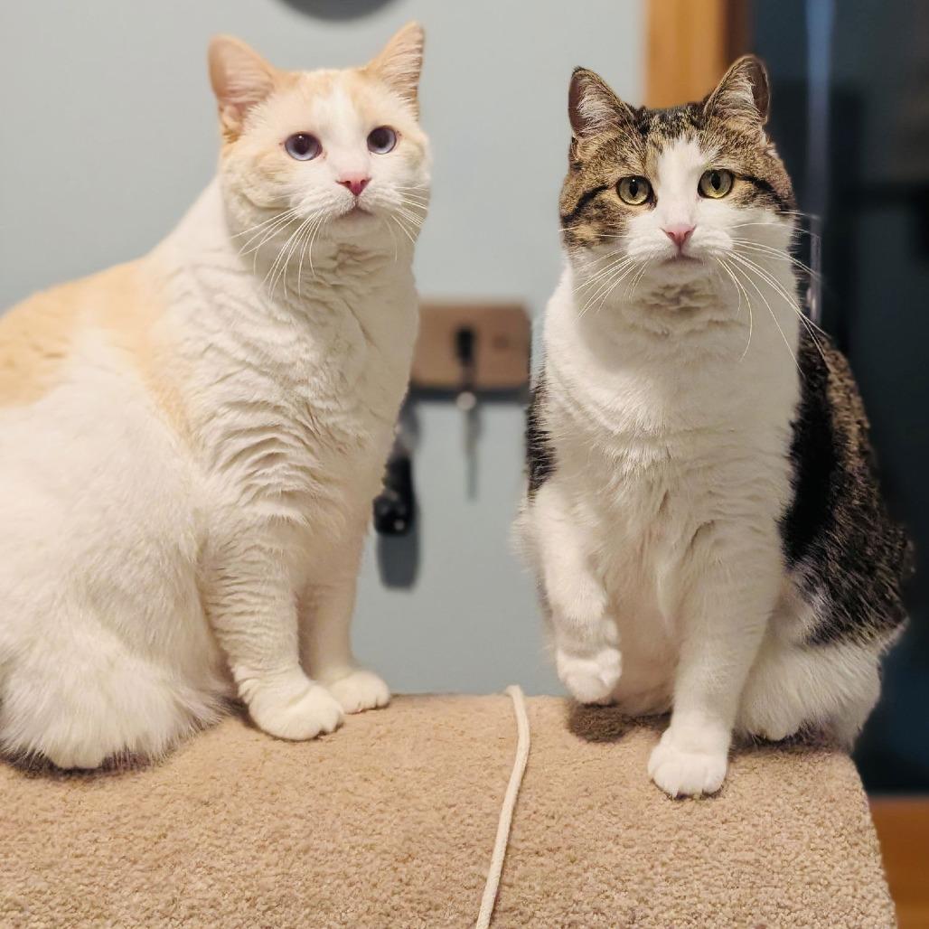 Pika C6326, Adoptable, Adult Female Domestic Short Hair & Domestic Short Hair.