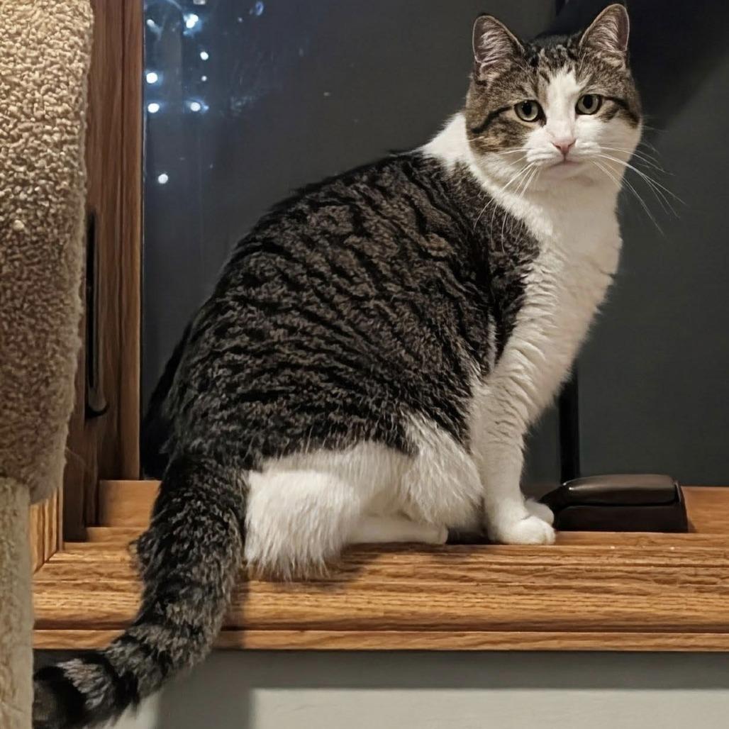 Pika C6326, a Adoptable mixed breed in Princeton, MN image 2/6