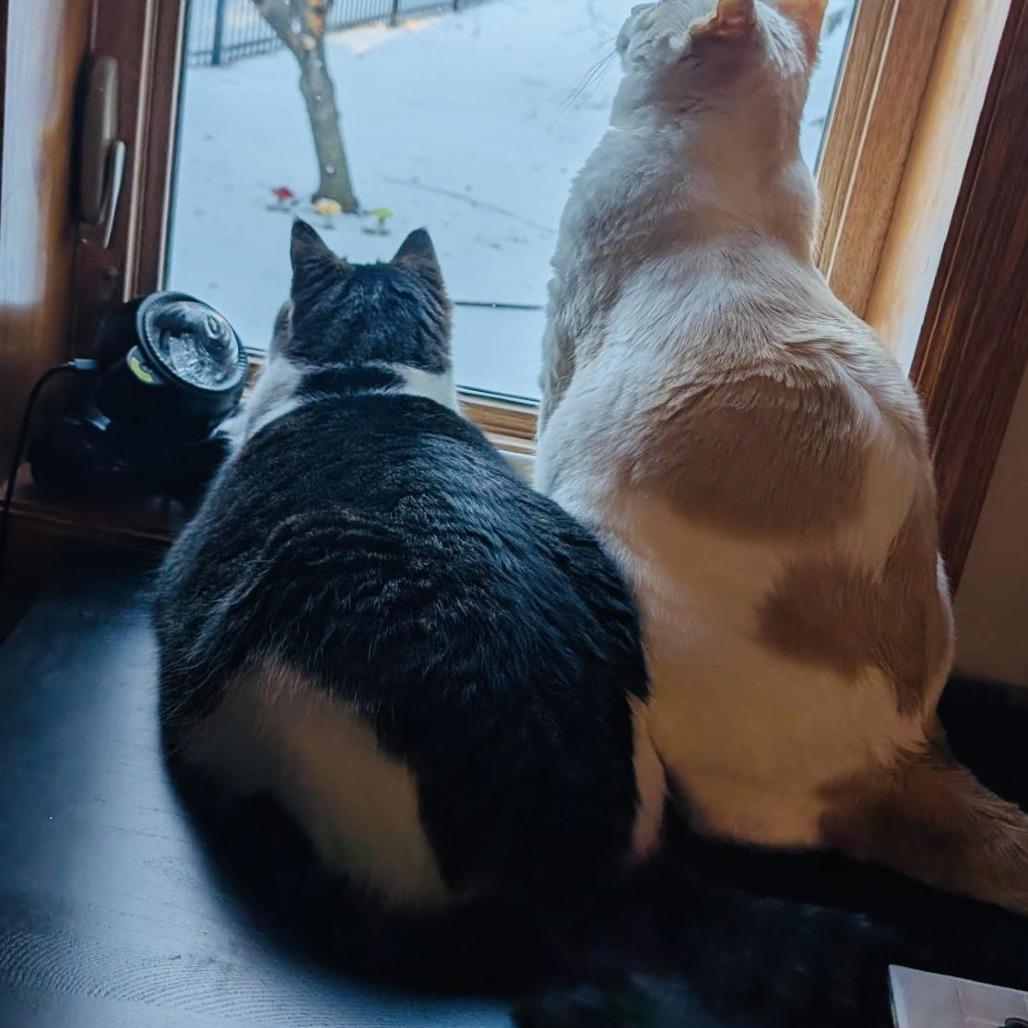 Pika C6326, a Adoptable mixed breed in Princeton, MN image 3/6