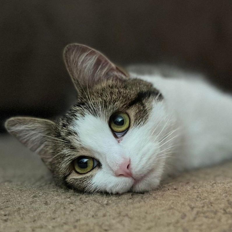 Pika C6326, a Adoptable mixed breed in Princeton, MN image 4/6