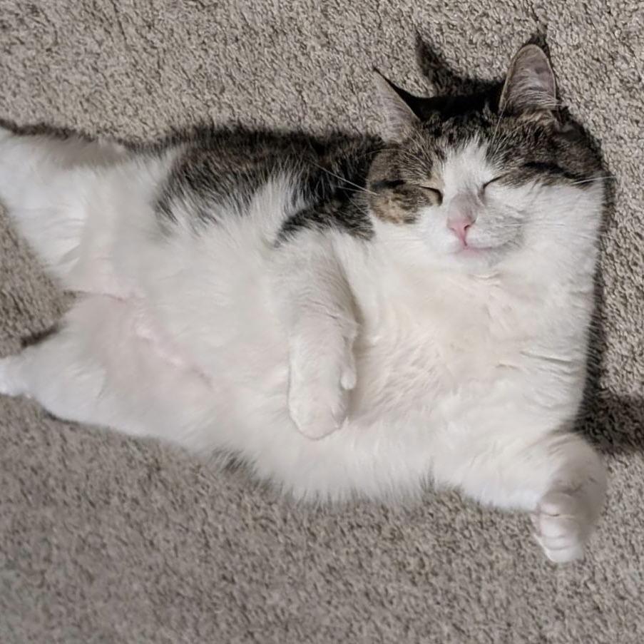 Pika C6326, a Adoptable mixed breed in Princeton, MN image 5/6