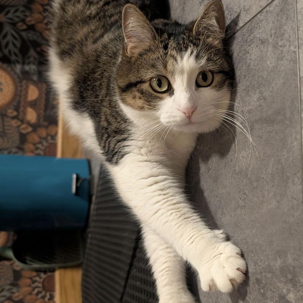 Pika C6326, a Adoptable mixed breed in Princeton, MN image 6/6