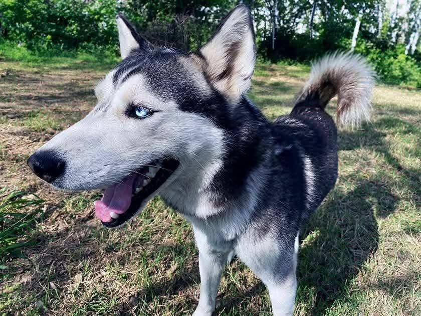 Finn, an adoptable Siberian Husky in eugene, OR, 97402 | Photo Image 1