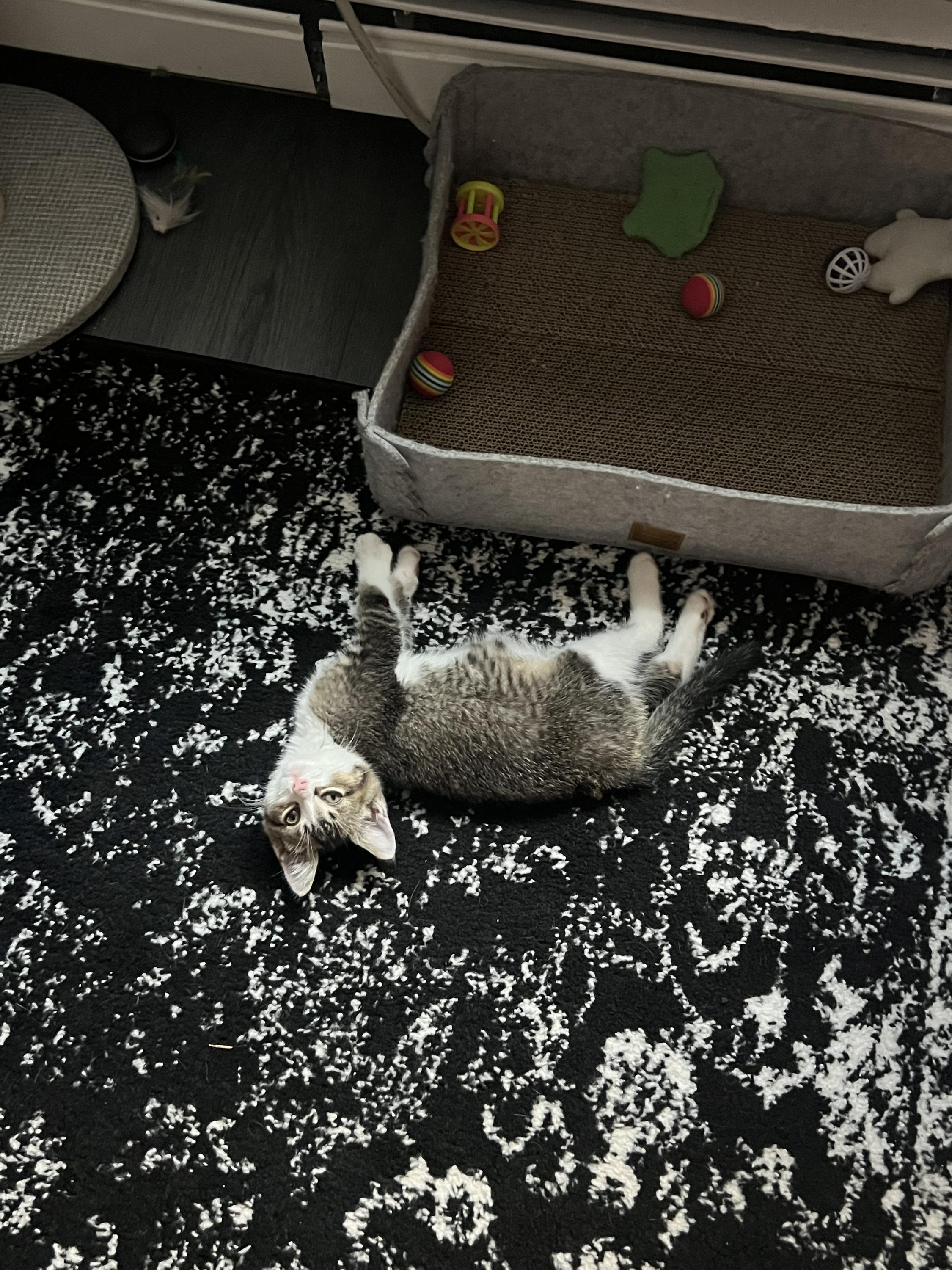 Cotton, an adopted Domestic Short Hair in Long Island City, NY image 3/6