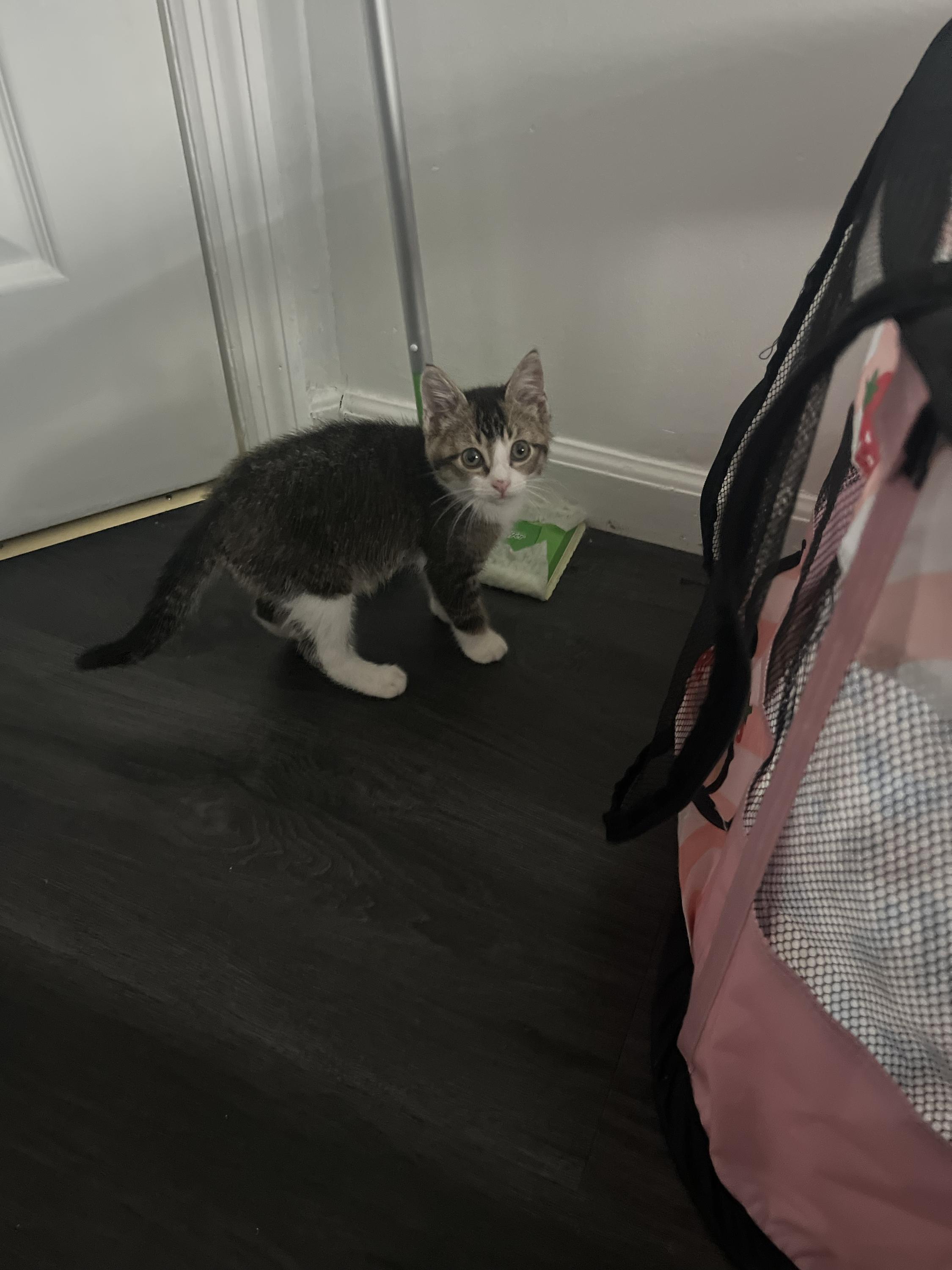 Cotton, an adopted Domestic Short Hair in Long Island City, NY image 5/6
