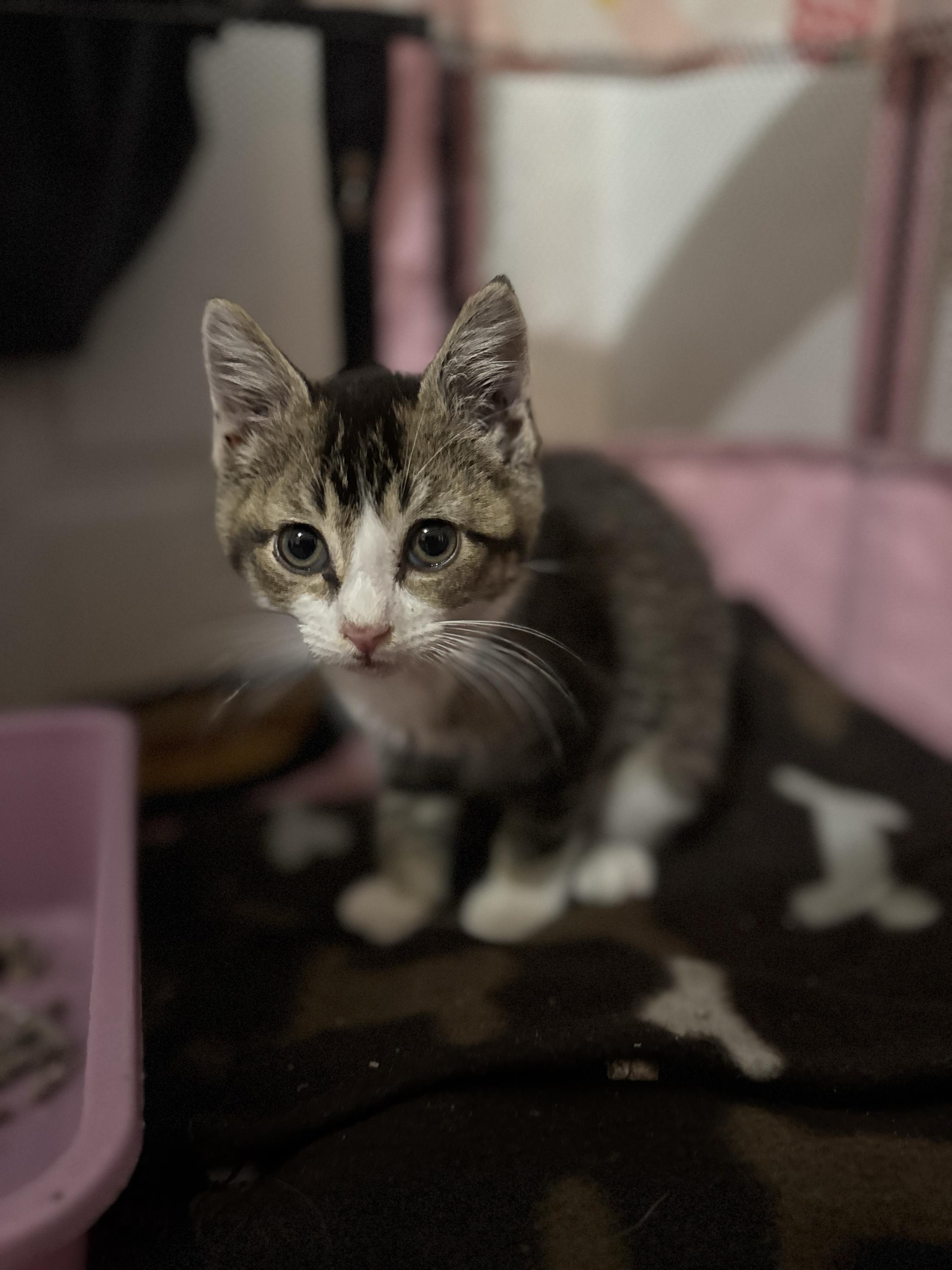 Cotton, an adopted Domestic Short Hair in Long Island City, NY image 2/6