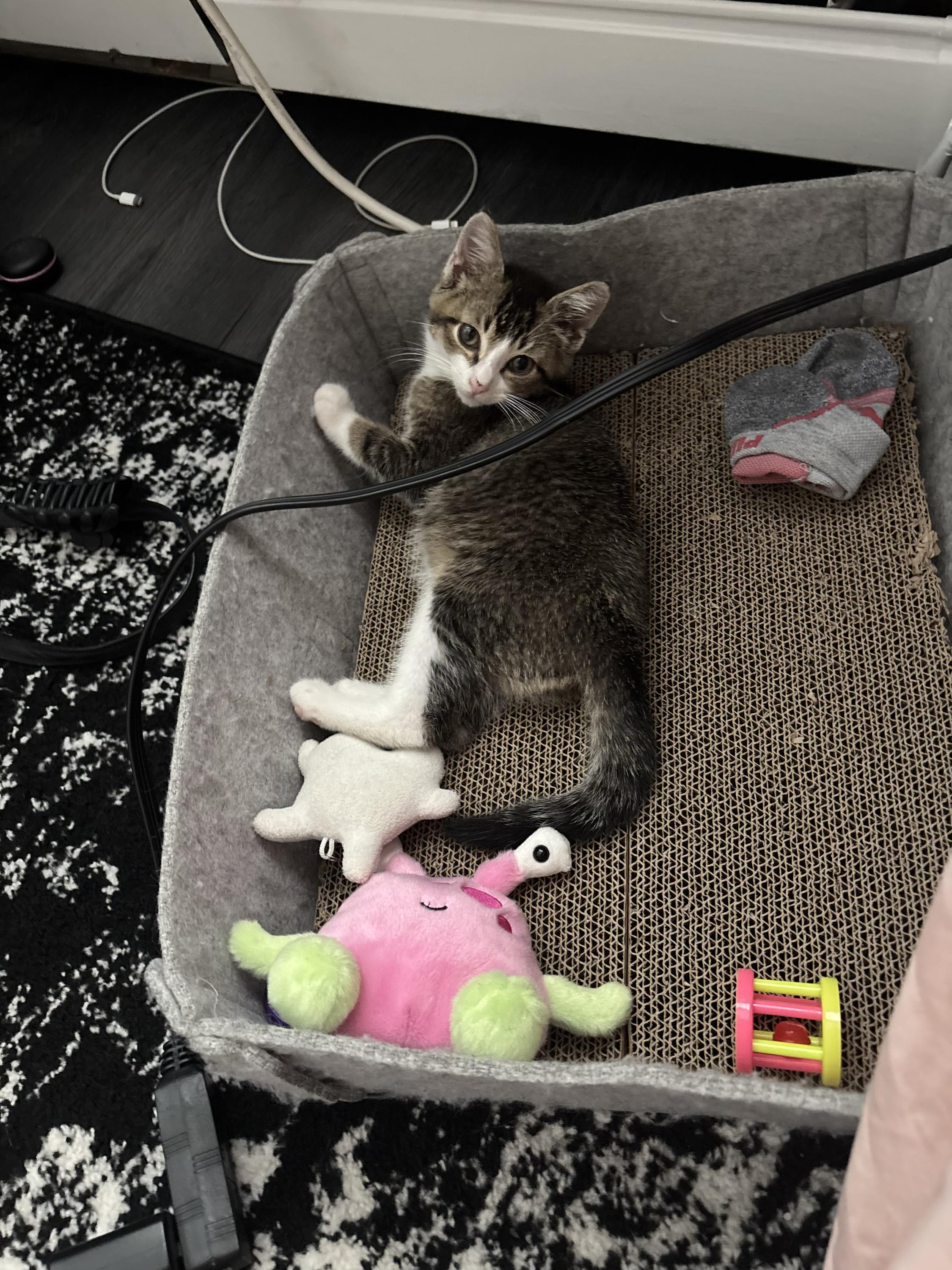 Cotton, an adopted Domestic Short Hair in Long Island City, NY image 6/6