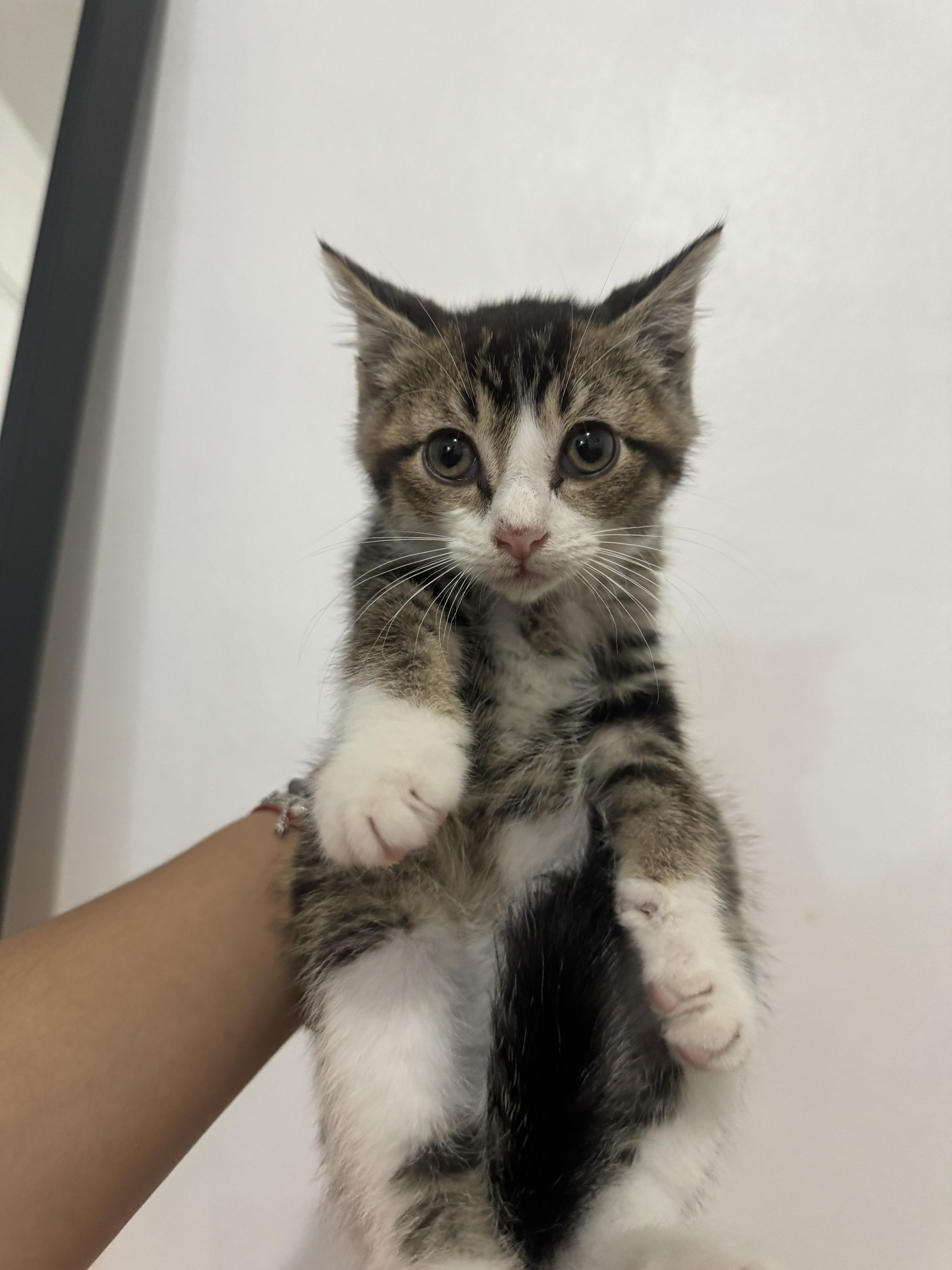 Cotton, an adopted Domestic Short Hair in Long Island City, NY image 1/6