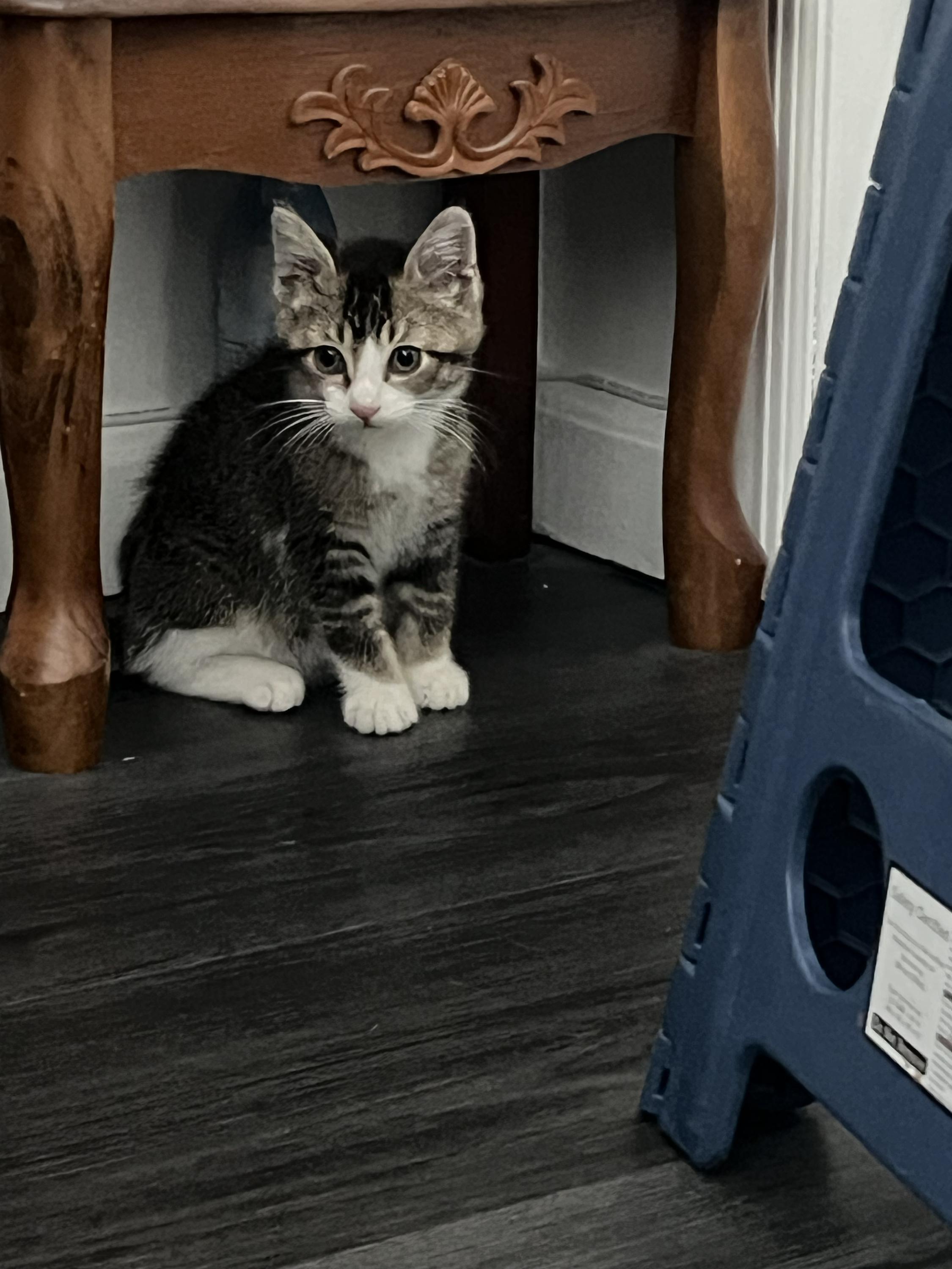 Cotton, an adopted Domestic Short Hair in Long Island City, NY image 4/6