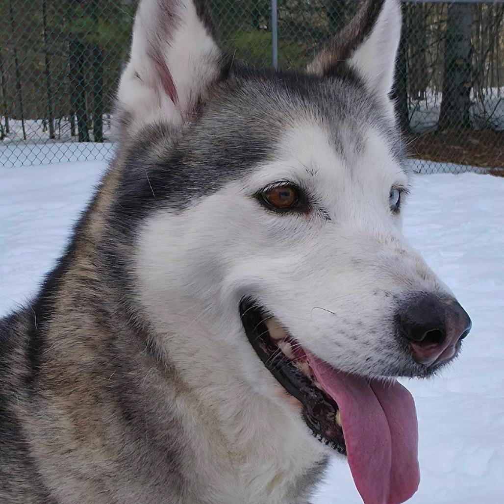 Myshka, Adoptable, Adult Female Husky.