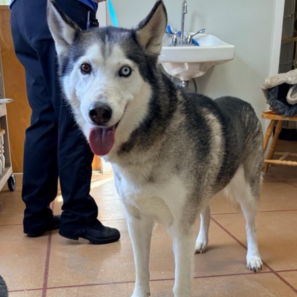 Enlarge Myshka, a Adoptable Husky in Conway, NH image 3/4