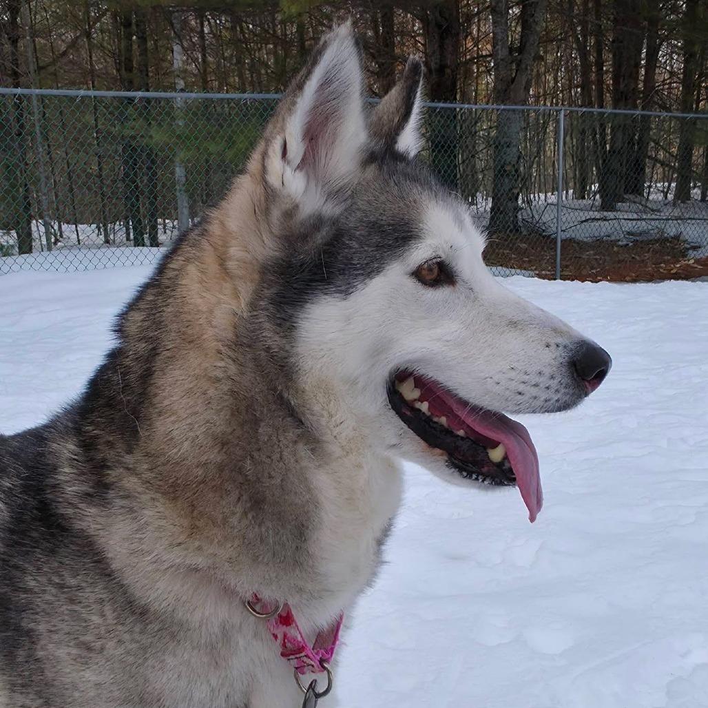 Enlarge Myshka, a Adoptable Husky in Conway, NH image 4/4