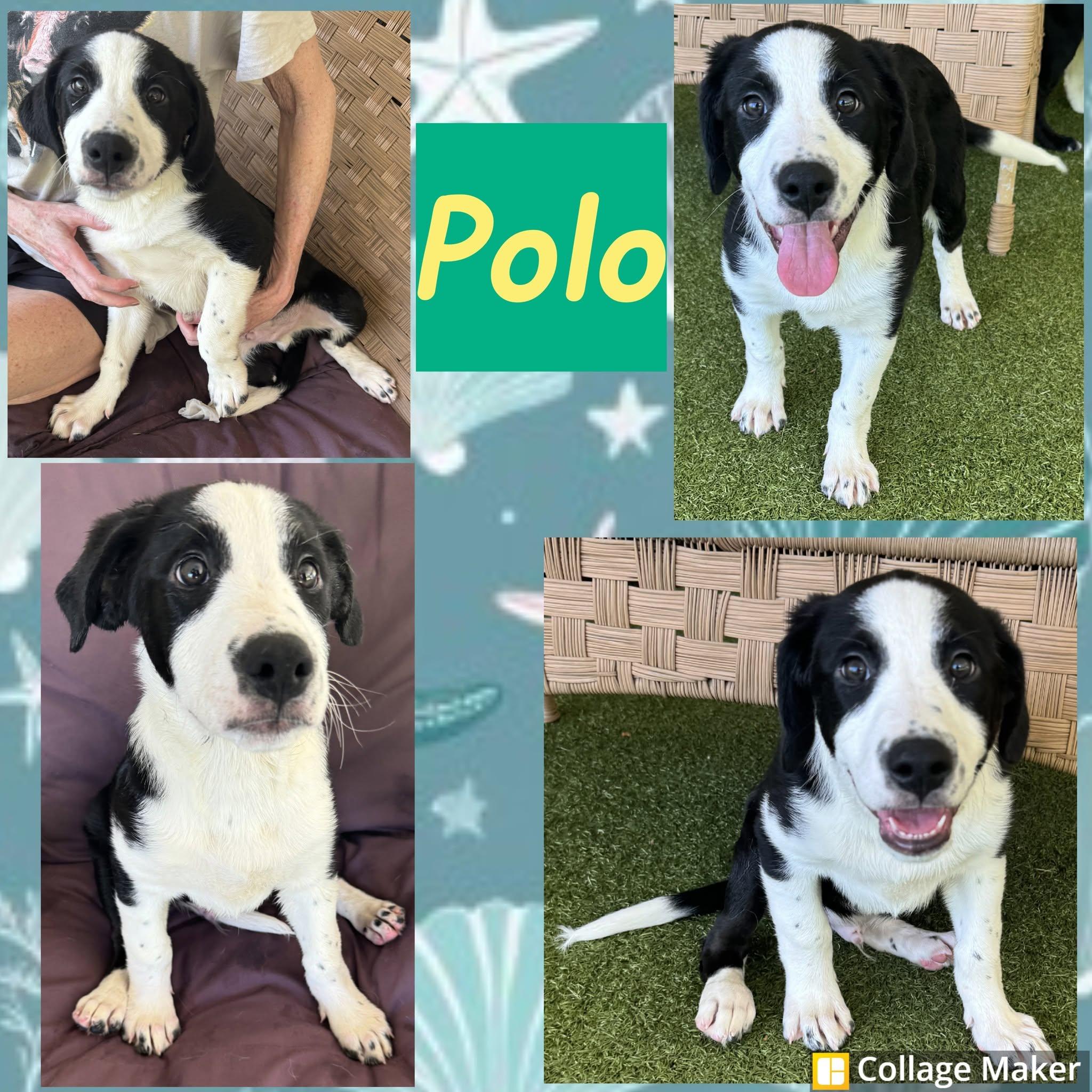 Polo, adopted, Young Male Border Collie & Shepherd.