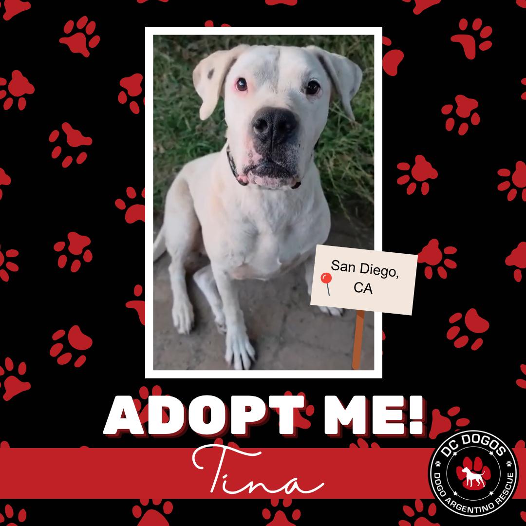 Tina, ADOPTABLE, Adult Female Dogo Argentino.