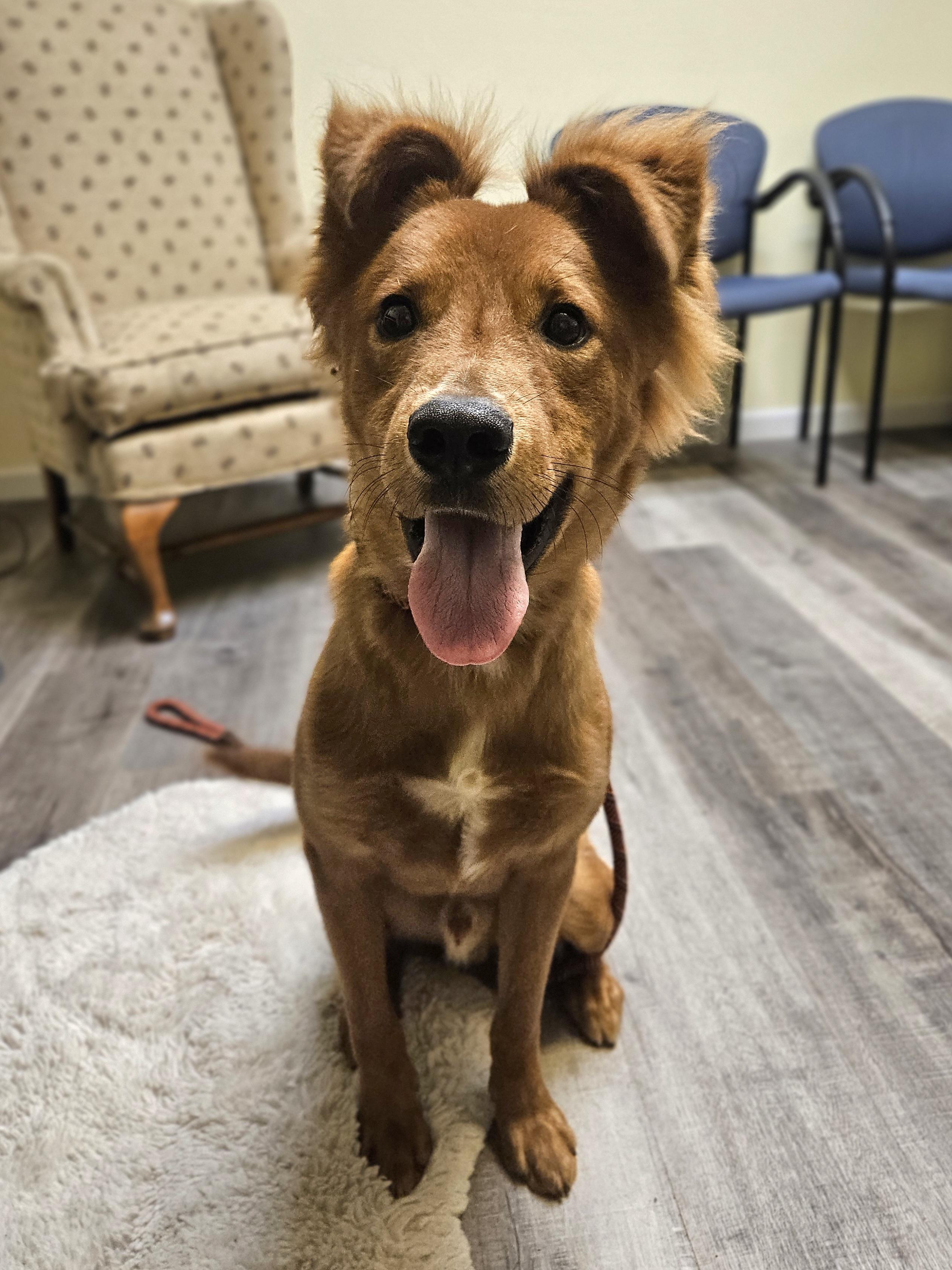 Rusty Red   thumbnail 3