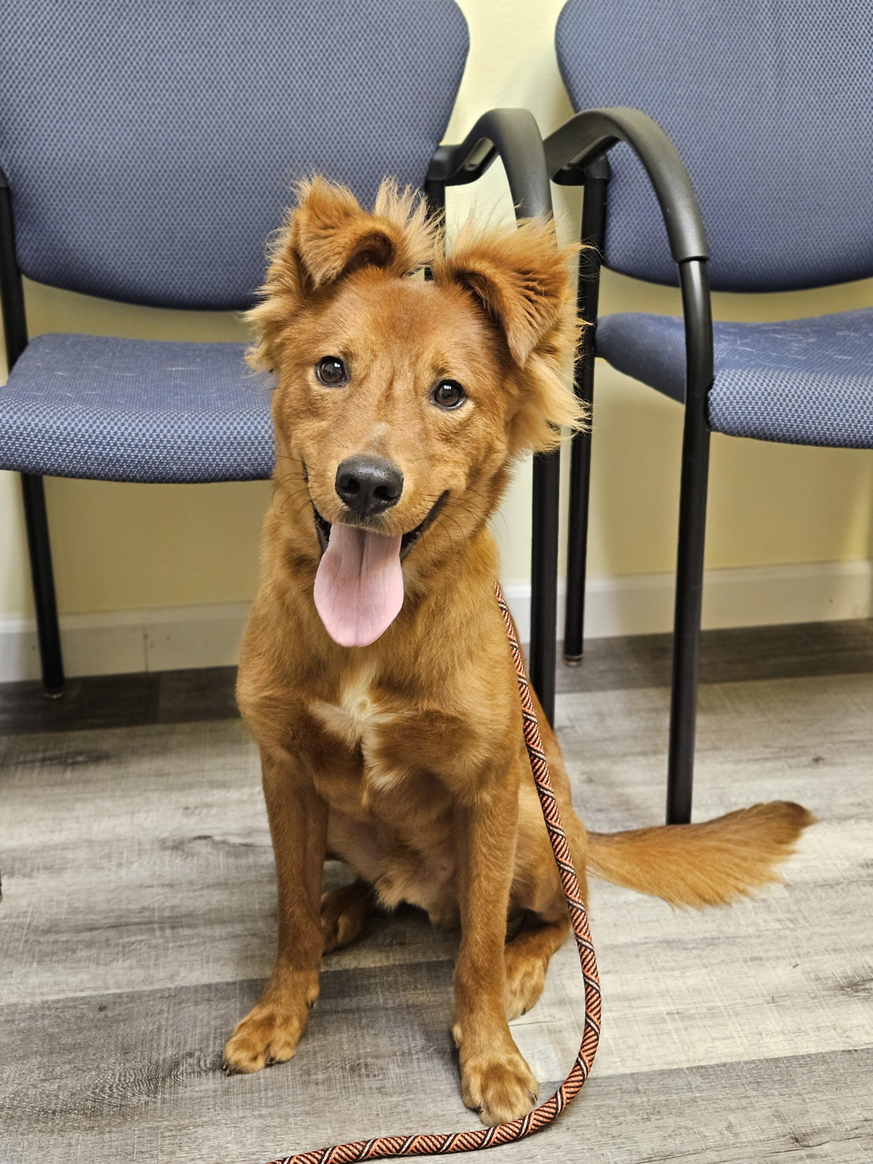 Rusty Red   thumbnail 4