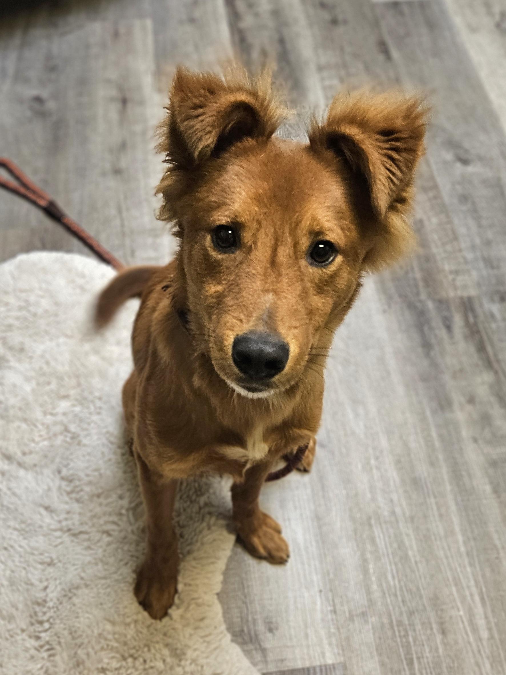 Rusty Red   thumbnail 5