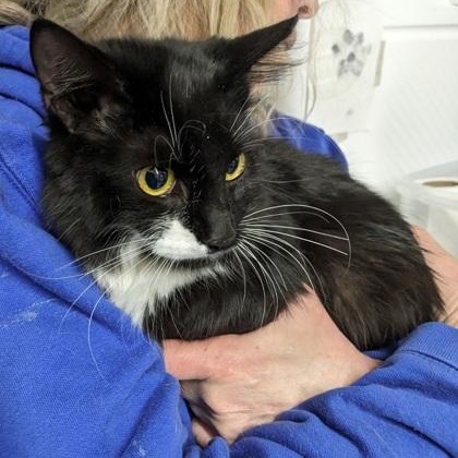Enlarge Starburst, a ADOPTABLE Domestic Medium Hair in Worcester, MA image 1/1